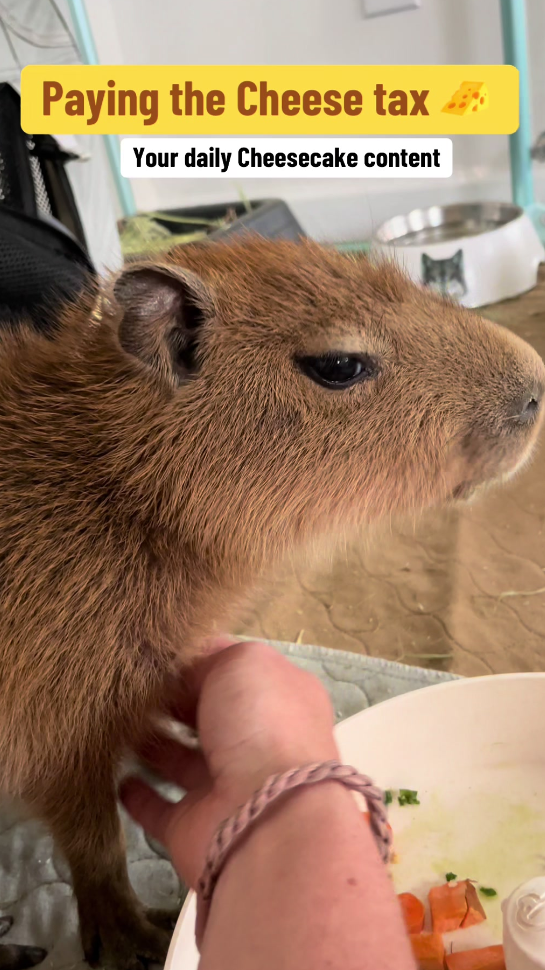 The cheese tax challenge brings a fun capybara surprise