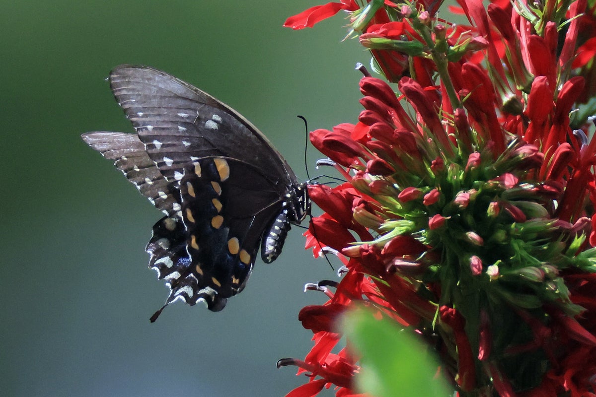 Why butterfly numbers soared during summer heatwaves