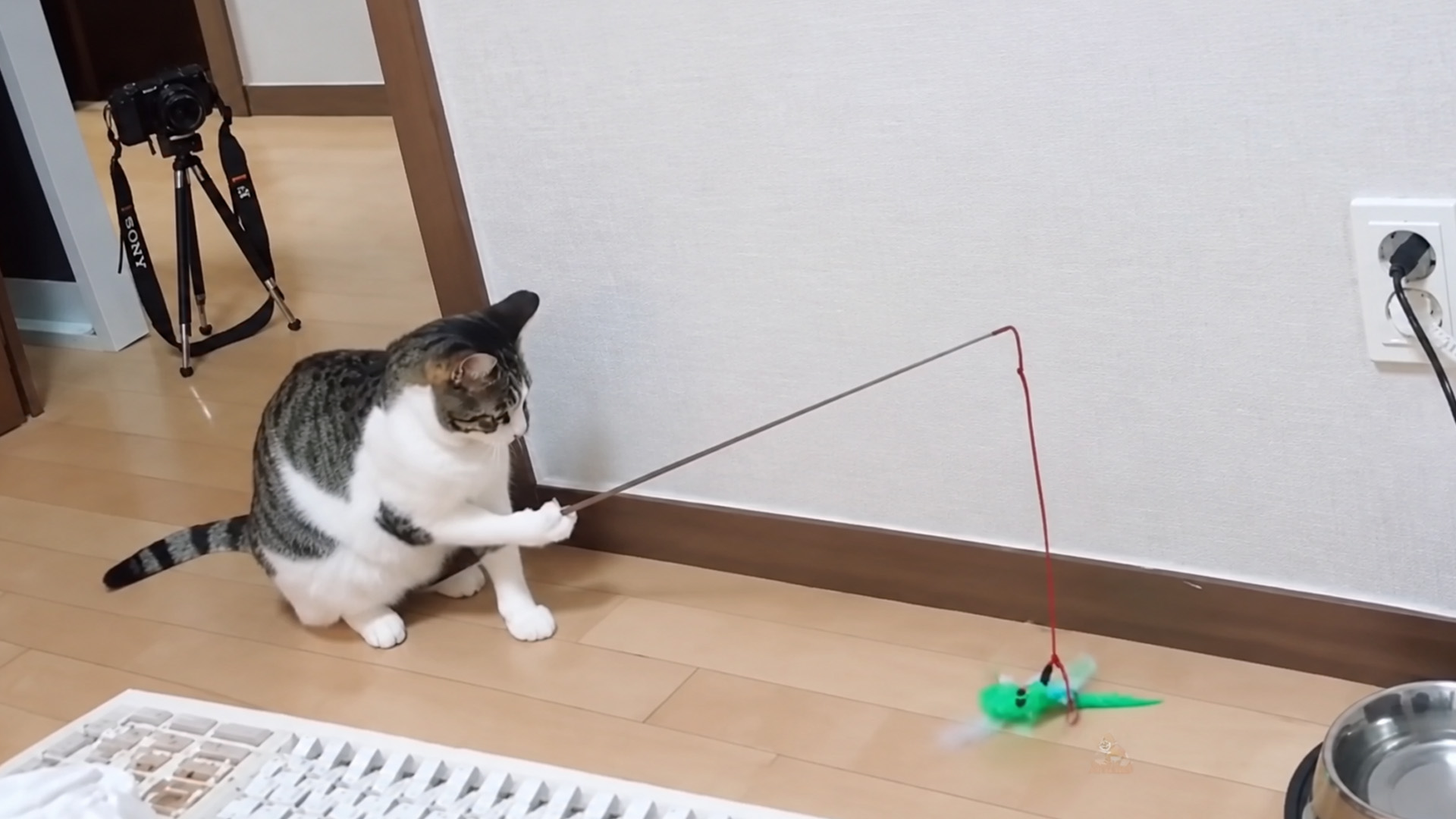 Tabby cat takes control of the wand toy