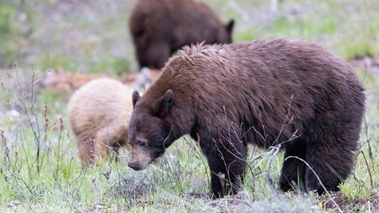 Black Bear Killed In Grand Teton National Park After ‘Poor Decisions Made By Park Visitors’