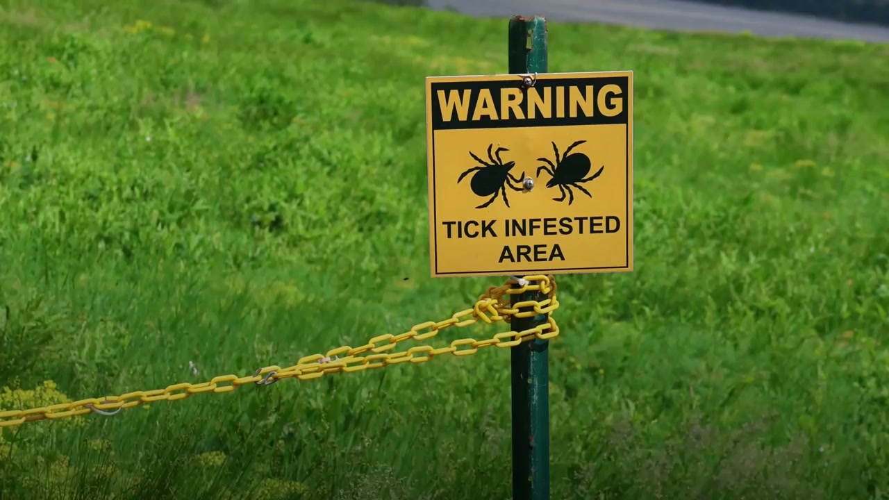 What is Lyme disease? The illness affecting many celebrities