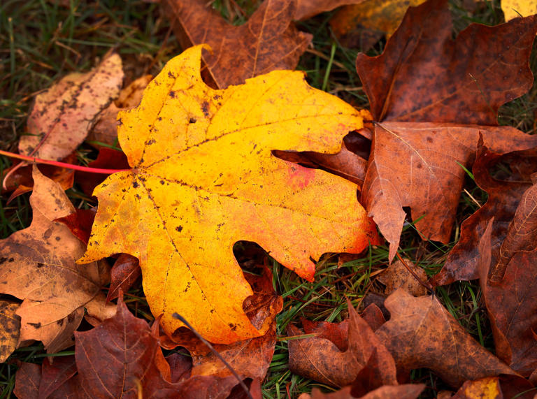 The science behind fall weight gain explained