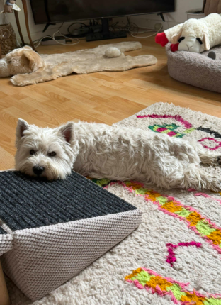 My dog can't live without his ramps