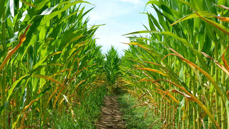 Fritzler Farm Park unveils 2026 corn maze design