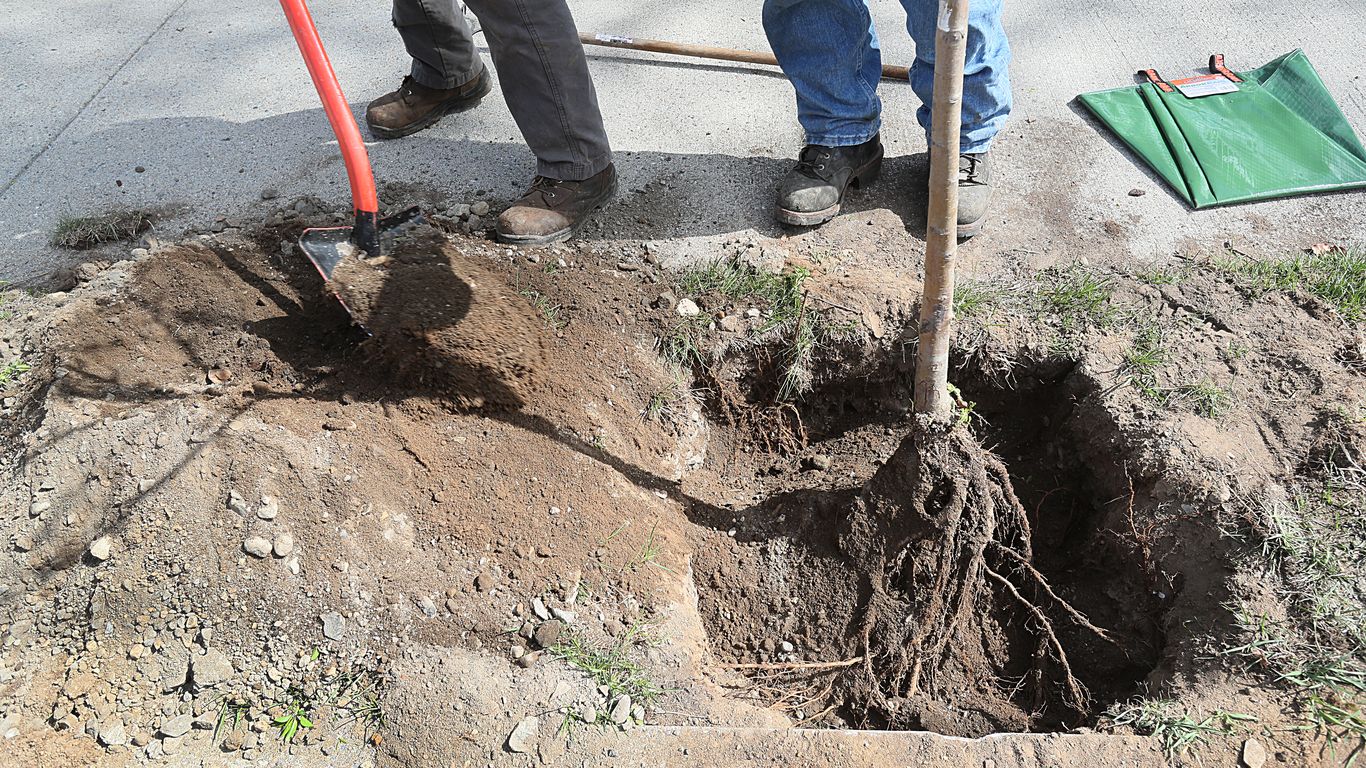 Michigan says now is the time to plant a tree