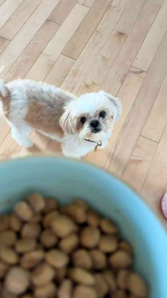Stella’s fancy morning routine is almost too cute to handle