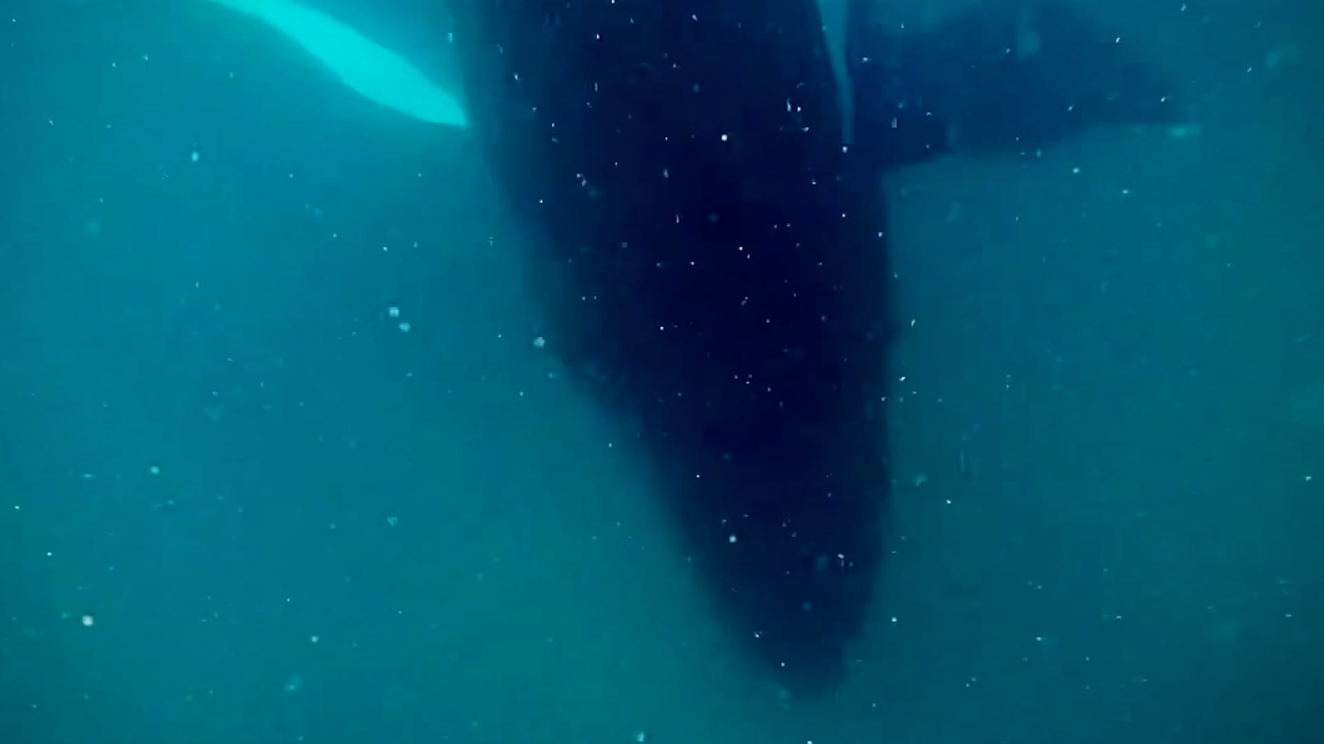 Humpback whale filmed mourning stillborn calf in rare behavior