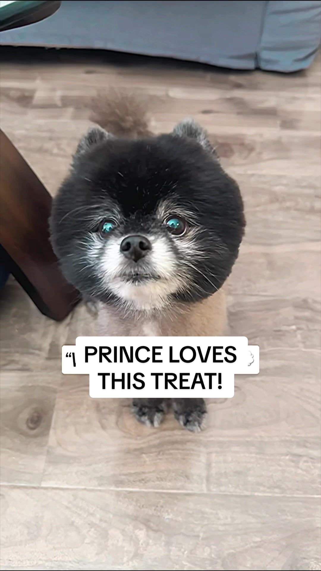 Chicken liver dog treats for small dogs