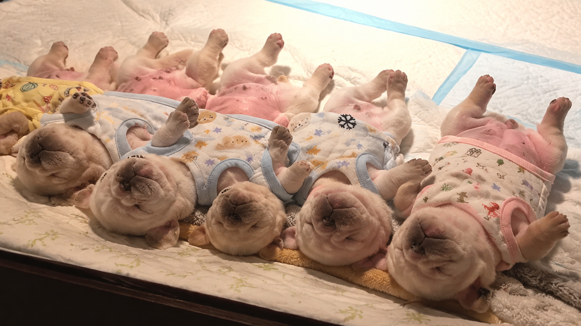 Sleepy puppies rest together in matching poses