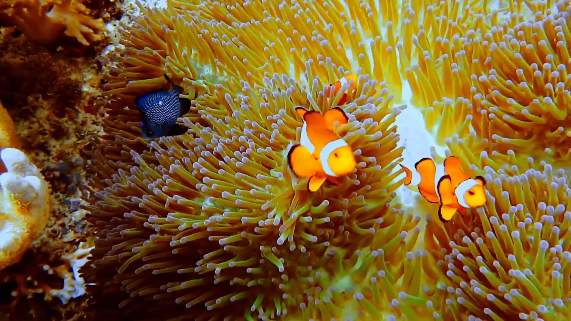 Things the natural world does that seem genuinely unnecessary