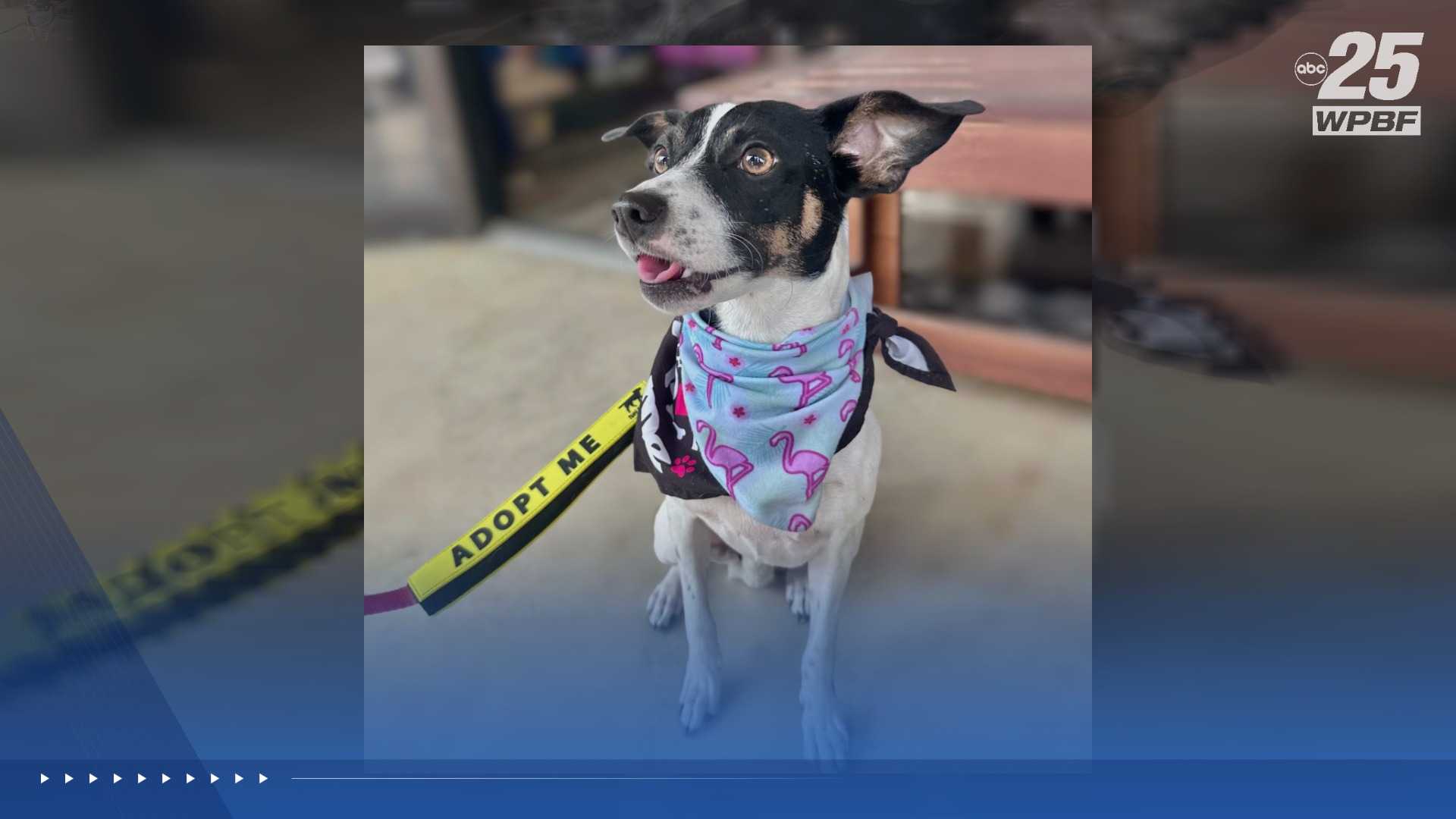 WPBF to the rescue: Helping animals find forever homes