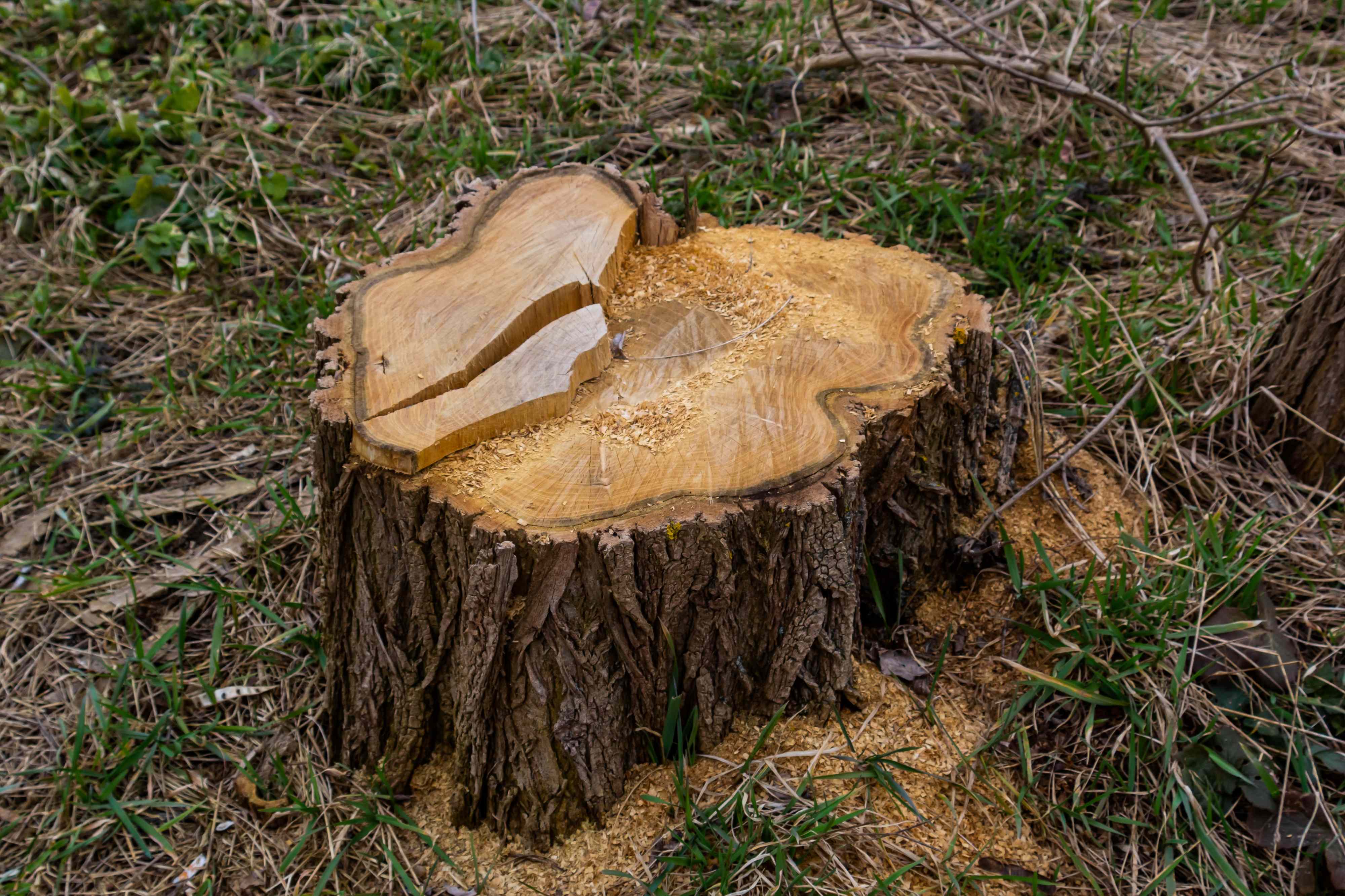 11 mistakes to avoid in your yard after cutting down a tree
