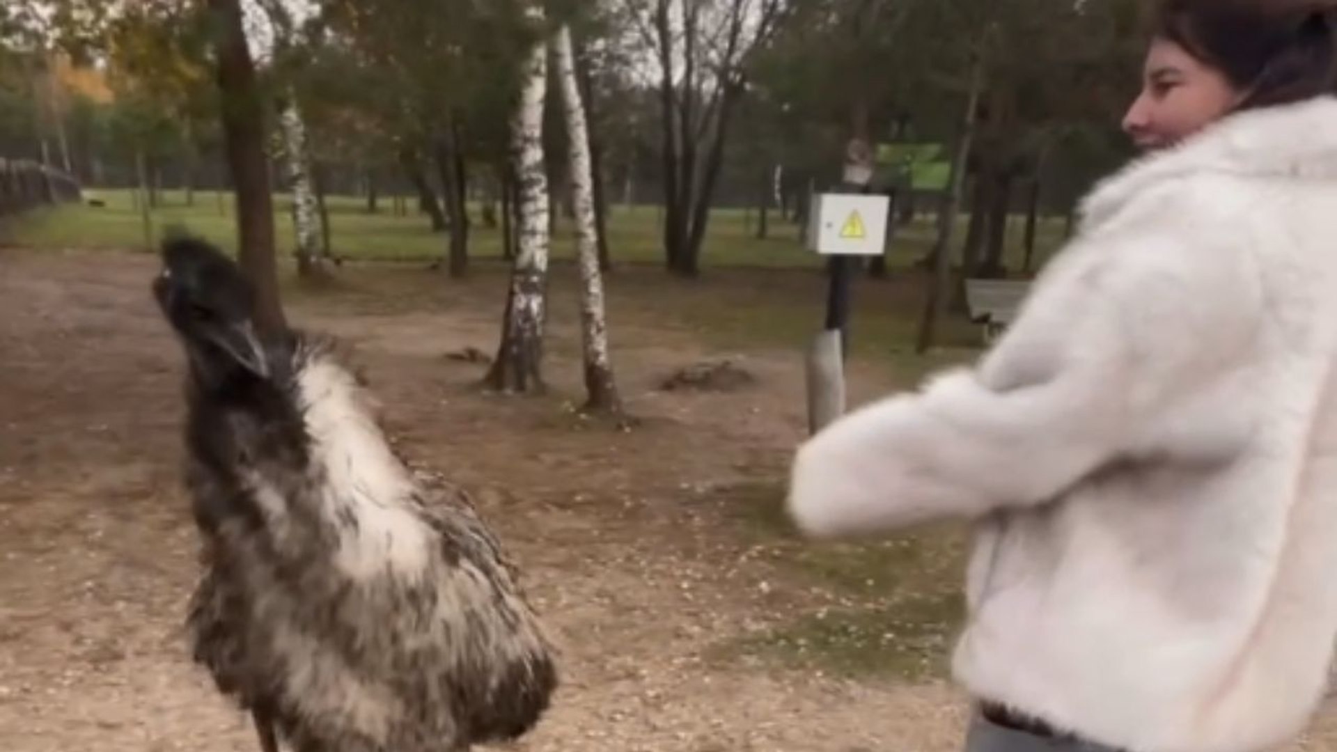 Ostrich becomes fixated on girl's fur coat, causing a humorous standoff