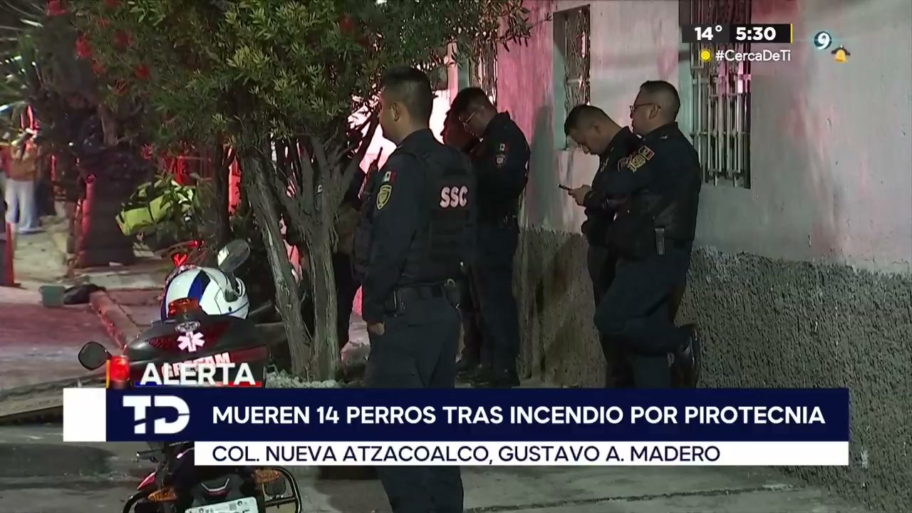Mueren 14 perros en incendio provocado por pirotecnia en la Gustavo A ...