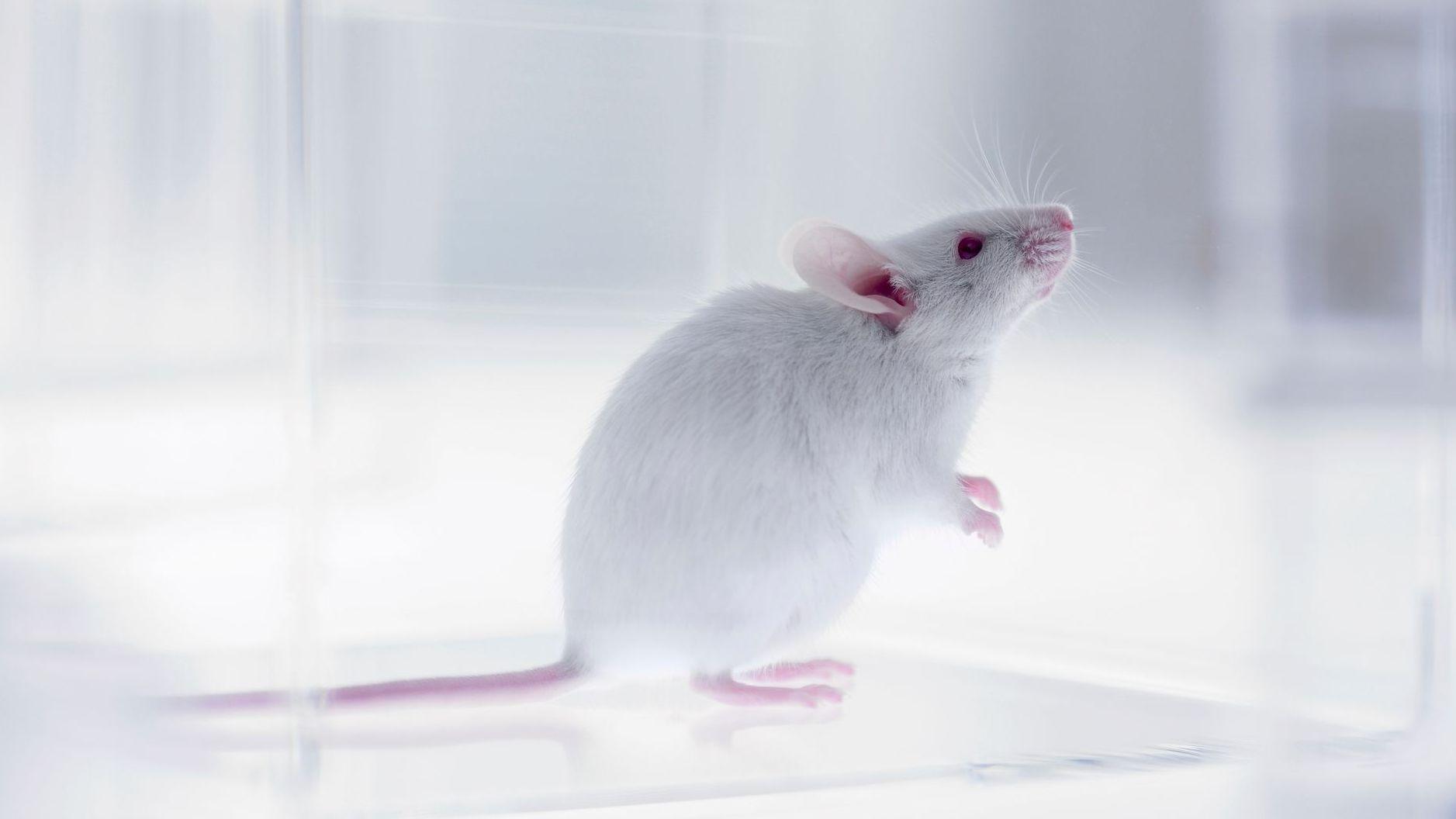 Part-human part-mouse brain developed in science breakthrough
