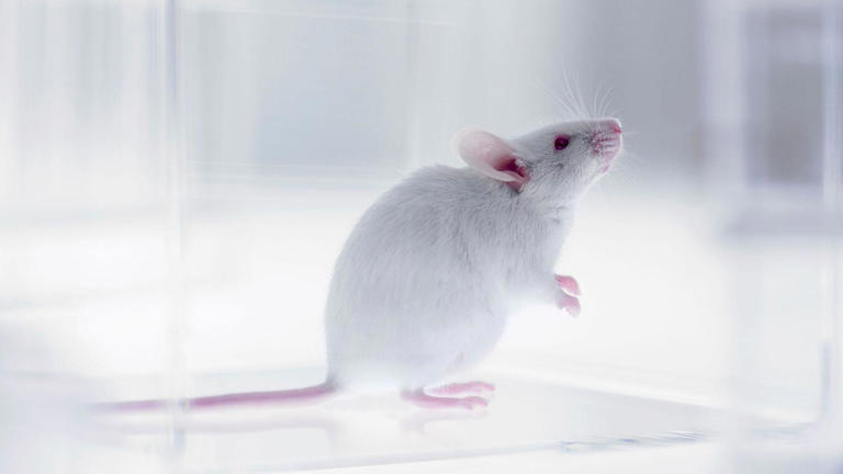 Part-human part-mouse brain developed in science breakthrough