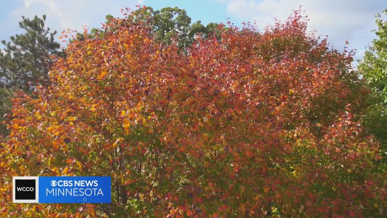 Minnesota DNR says summer heat and drought could dull fall leaf colors ...