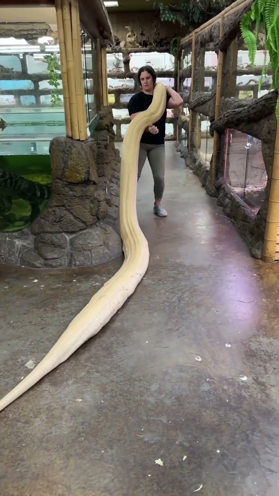 Moving this giant python became a full-body workout