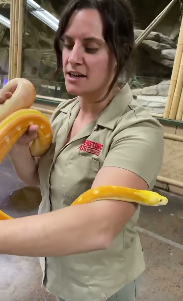 This rare python's sherbet colors do not look real