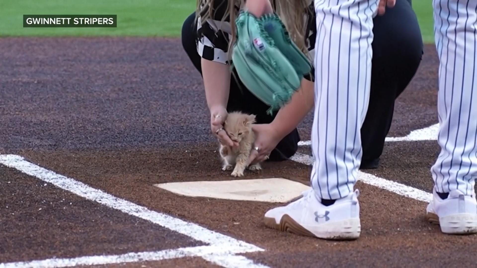 Cute rescue kitten ChipPurr Jones 'throws' first pitch as official team ...