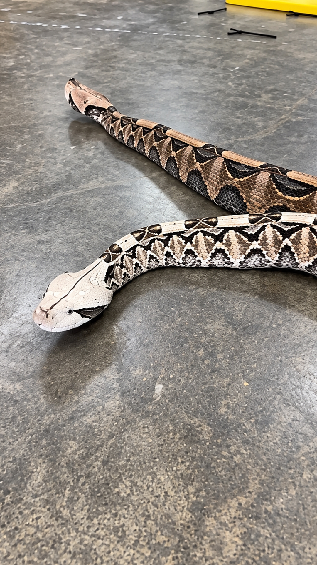 These beautiful Gaboon vipers hide some of the longest fangs on Earth