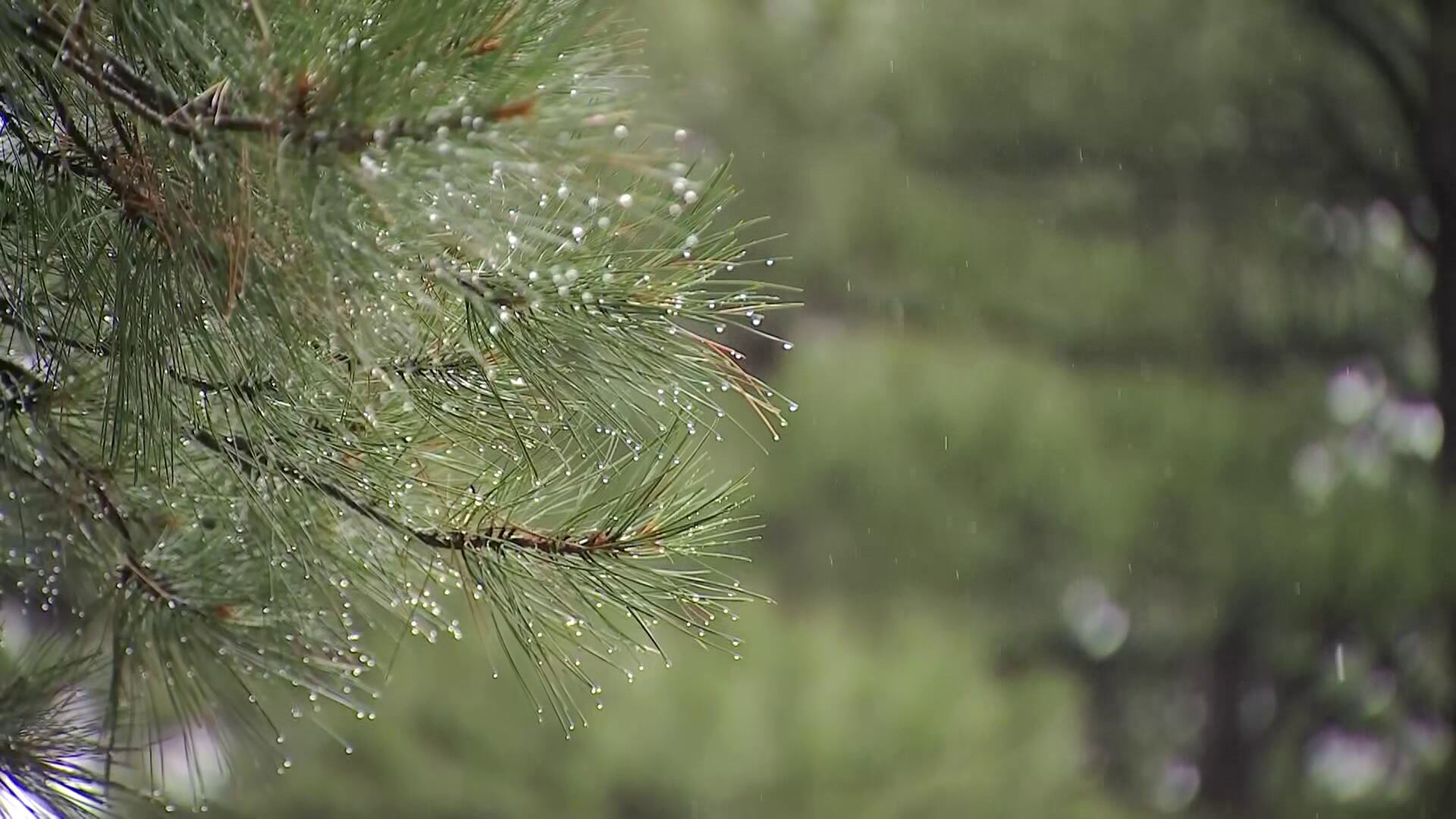 High Country sees above-average monsoon with weeks still to go