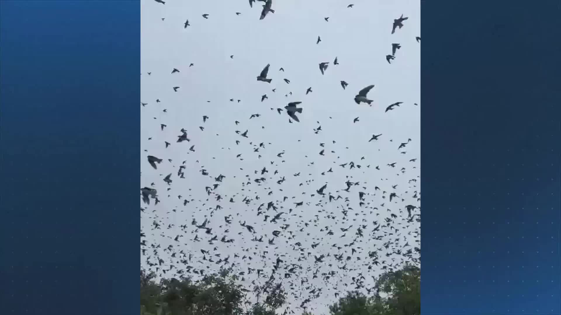 birdnado-video-shows-massive-flock-of-birds-flying-over-mass