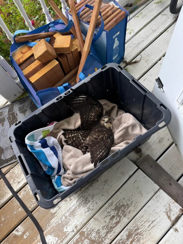 Former volunteer helps feisty Nova Scotia raptor make fast trip from ...