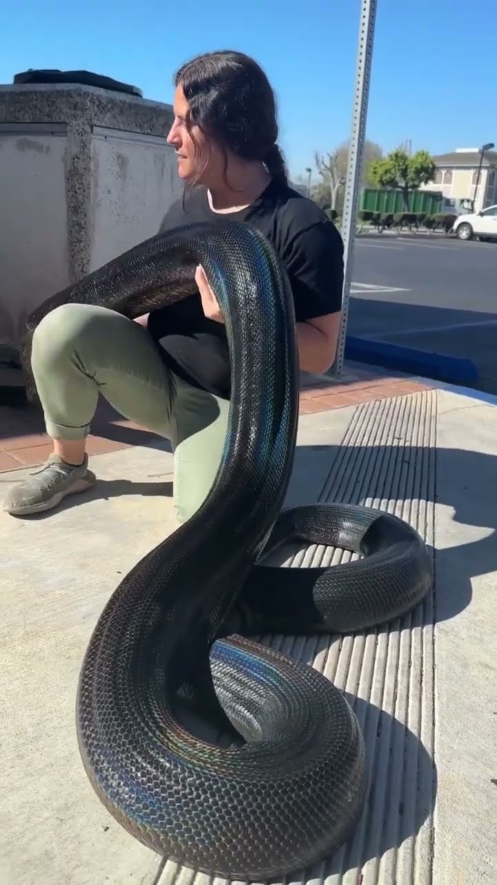 This black python suddenly glows like a living rainbow