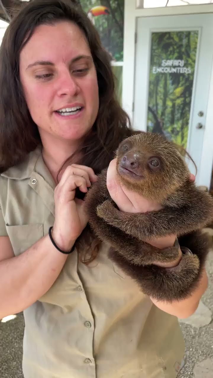 Baby sloth Jojo thinks a human caretaker is her actual mother