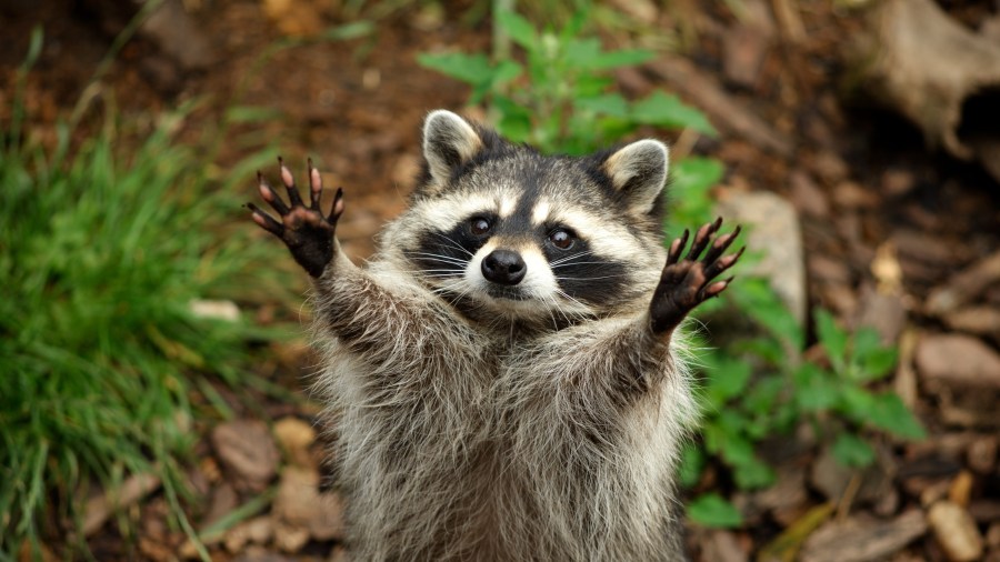 Raccoon in Gouverneur tests positive for rabies