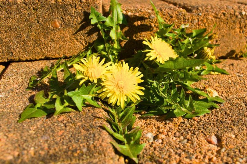 Weeds will keep off patios and not grow back if you pour 1 natural item ...