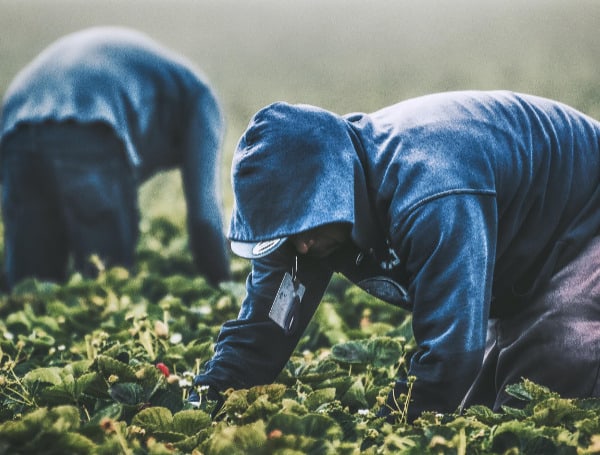 Five indicted in Georgia over alleged farmworker visa fraud and ...