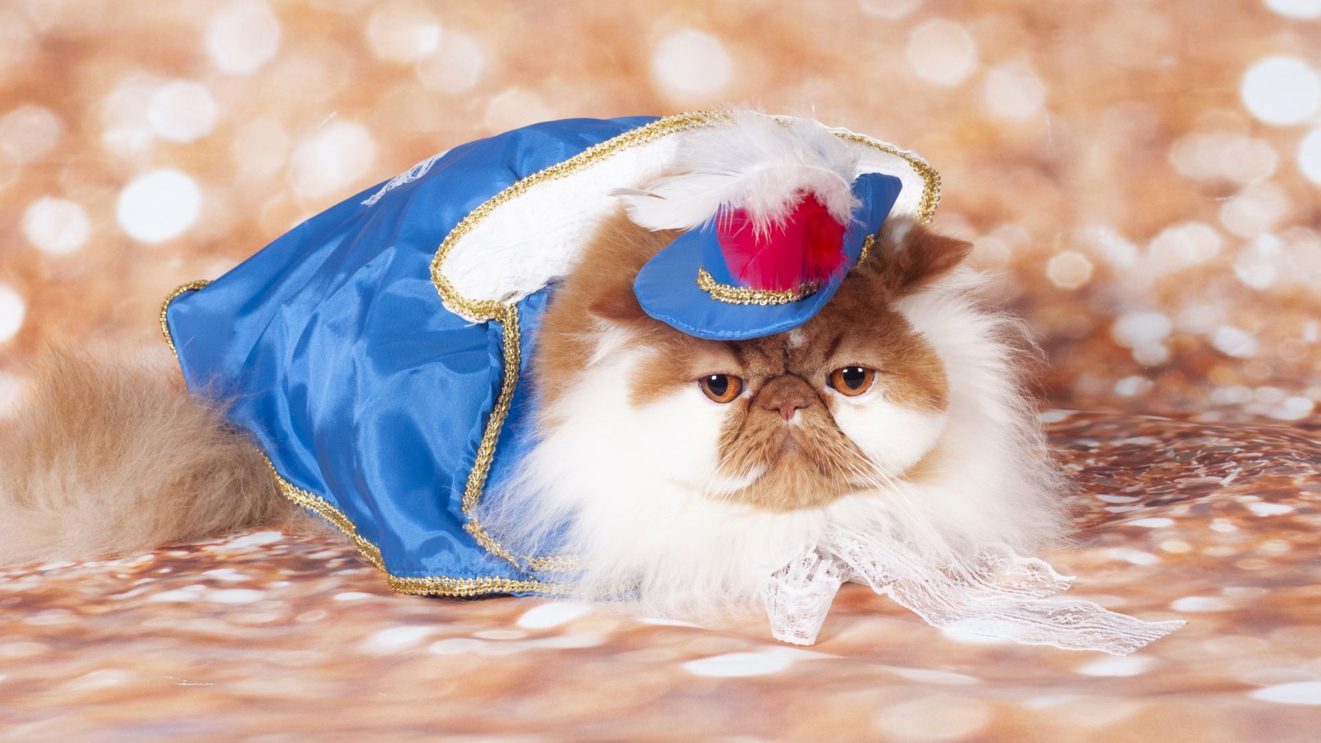 Things your cat hates that you keep doing