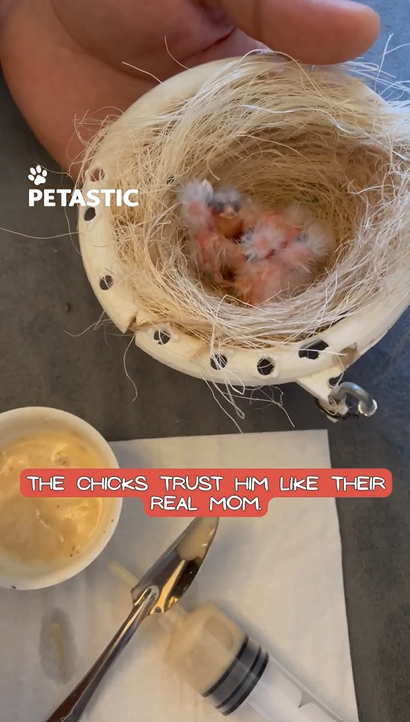 Unexpected caregiver man becomes nurturing figure for chicks
