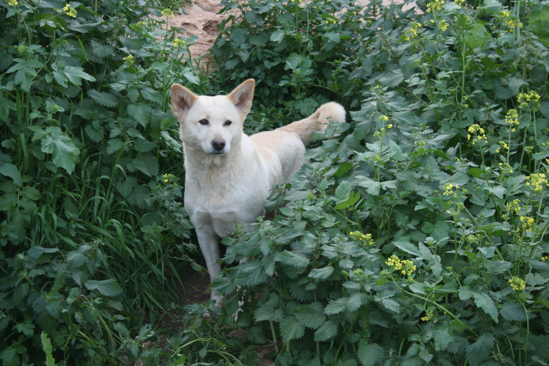 have-you-ever-heard-of-these-dog-breeds