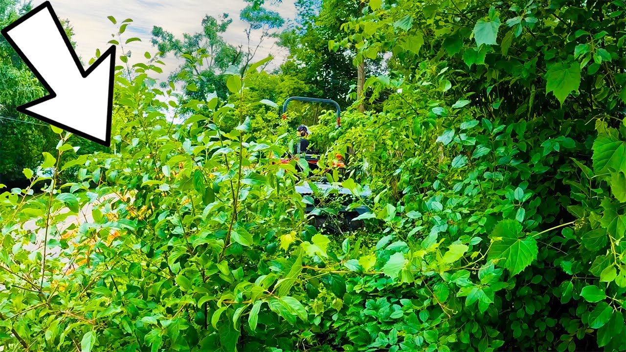Epic overgrown yard transformation: Free cleanup for elderly homeowner!