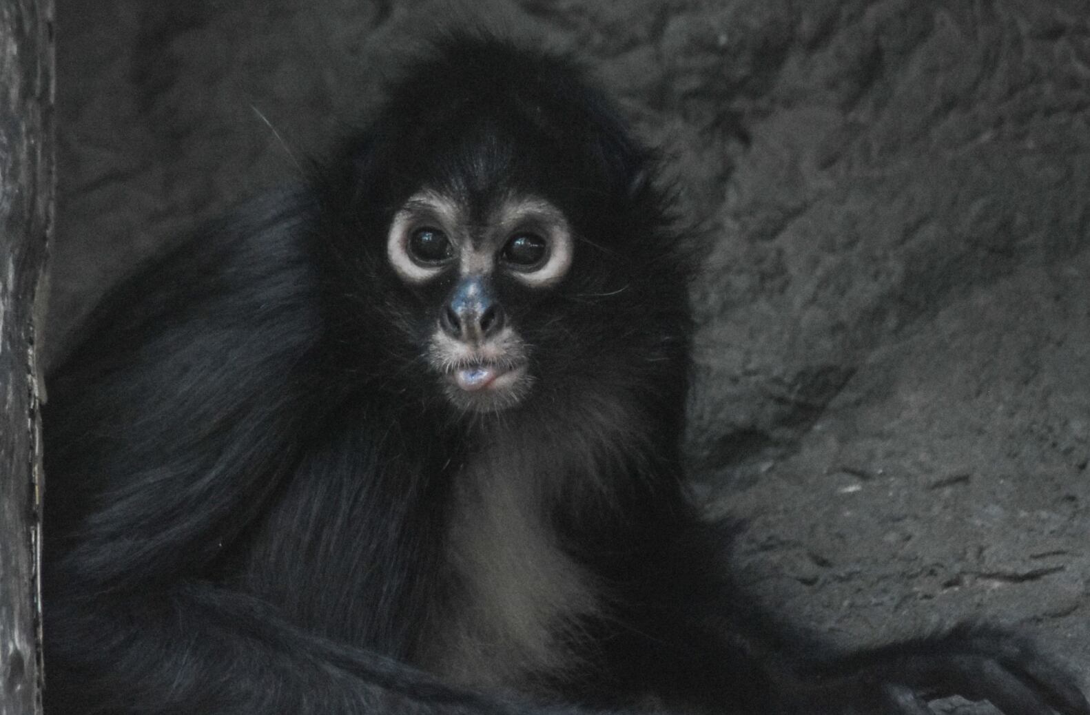 2 rescued spider monkeys join Dickerson Park Zoo after surviving ...