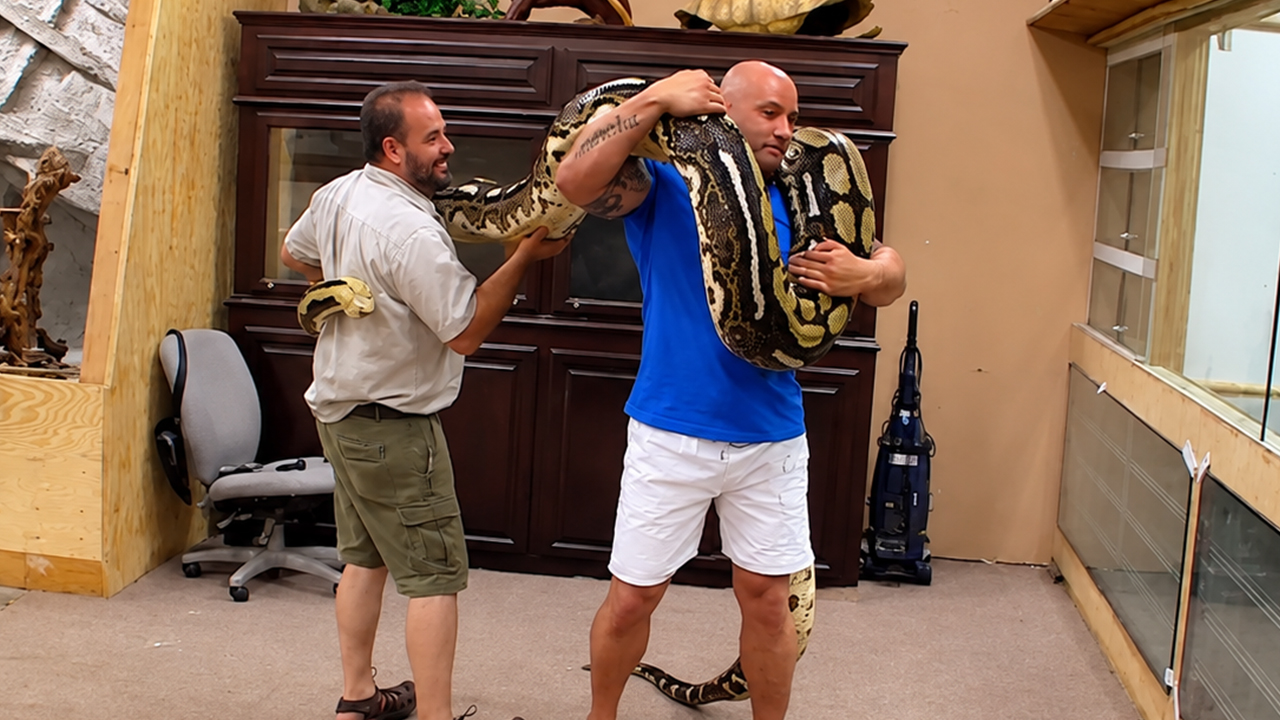 The guest looked confident until this giant python hit his shoulders