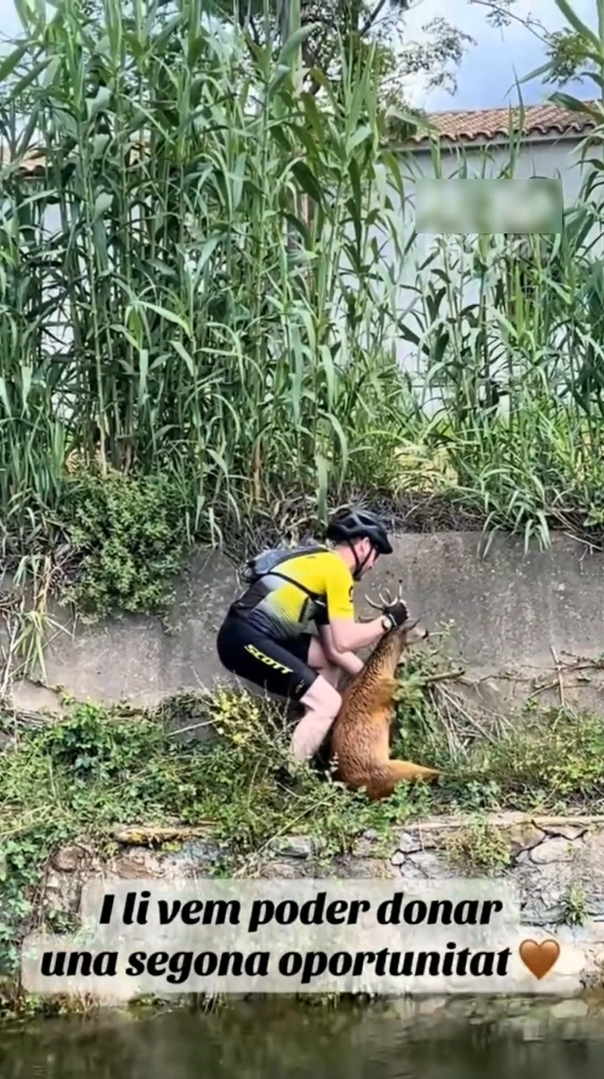 The man rescues an exhausted roe deer from a canal after finding it ...