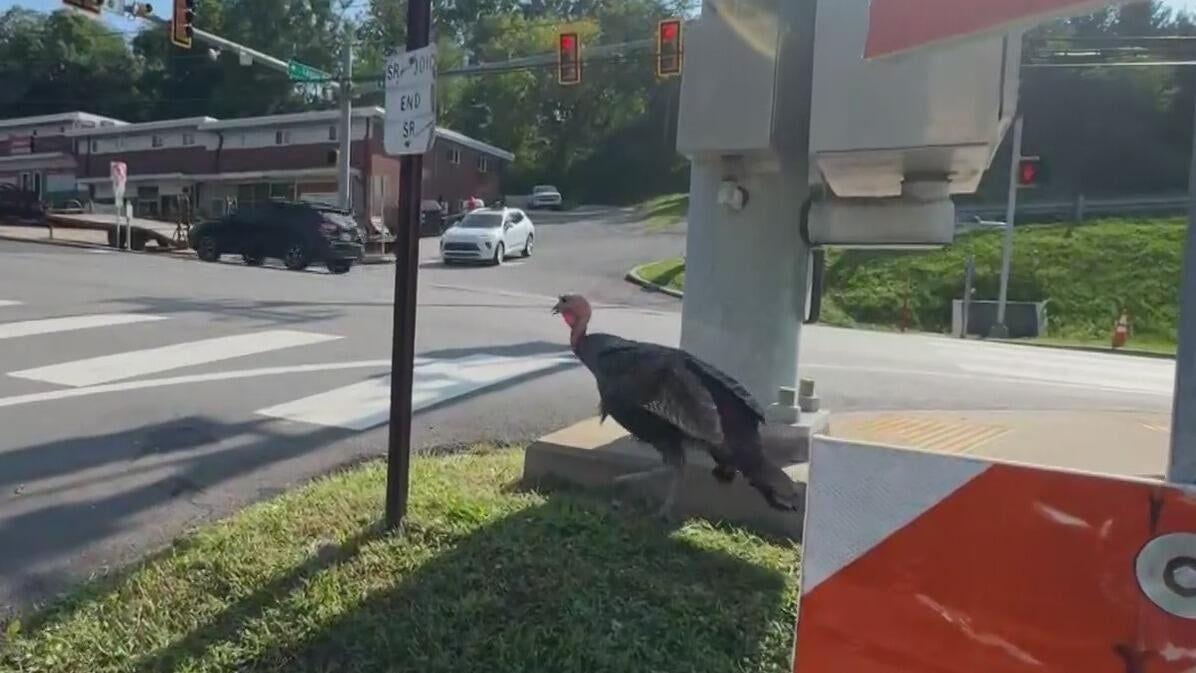 A turkey named Tom is causing traffic backups on a busy Pennsylvania road