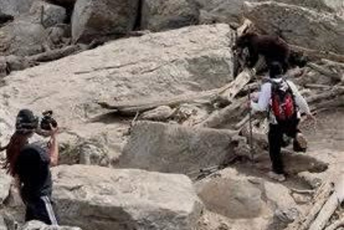 National park blasts visitors after bear feeding forces euthanasia
