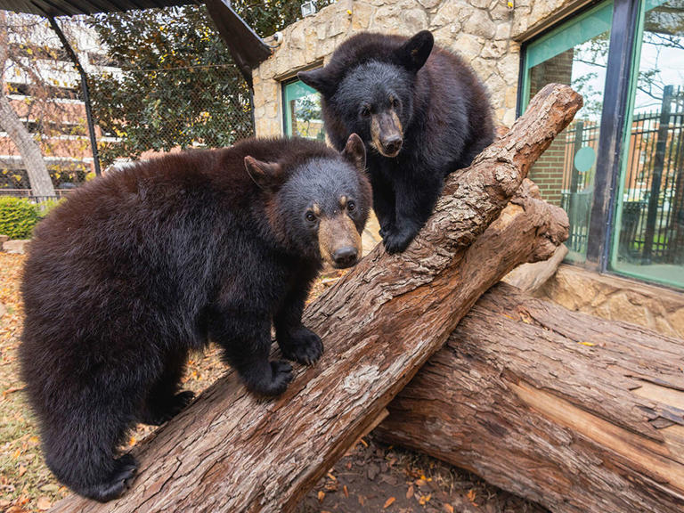 Why Baylor University's live bear habitat just lost its zoo accreditation