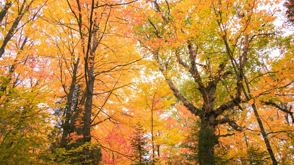 Summer heat, drought could impact Minnesota's fall leaf outlook, DNR says