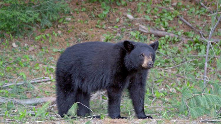 Mother bear attacks resident taking out trash in Snohomish County