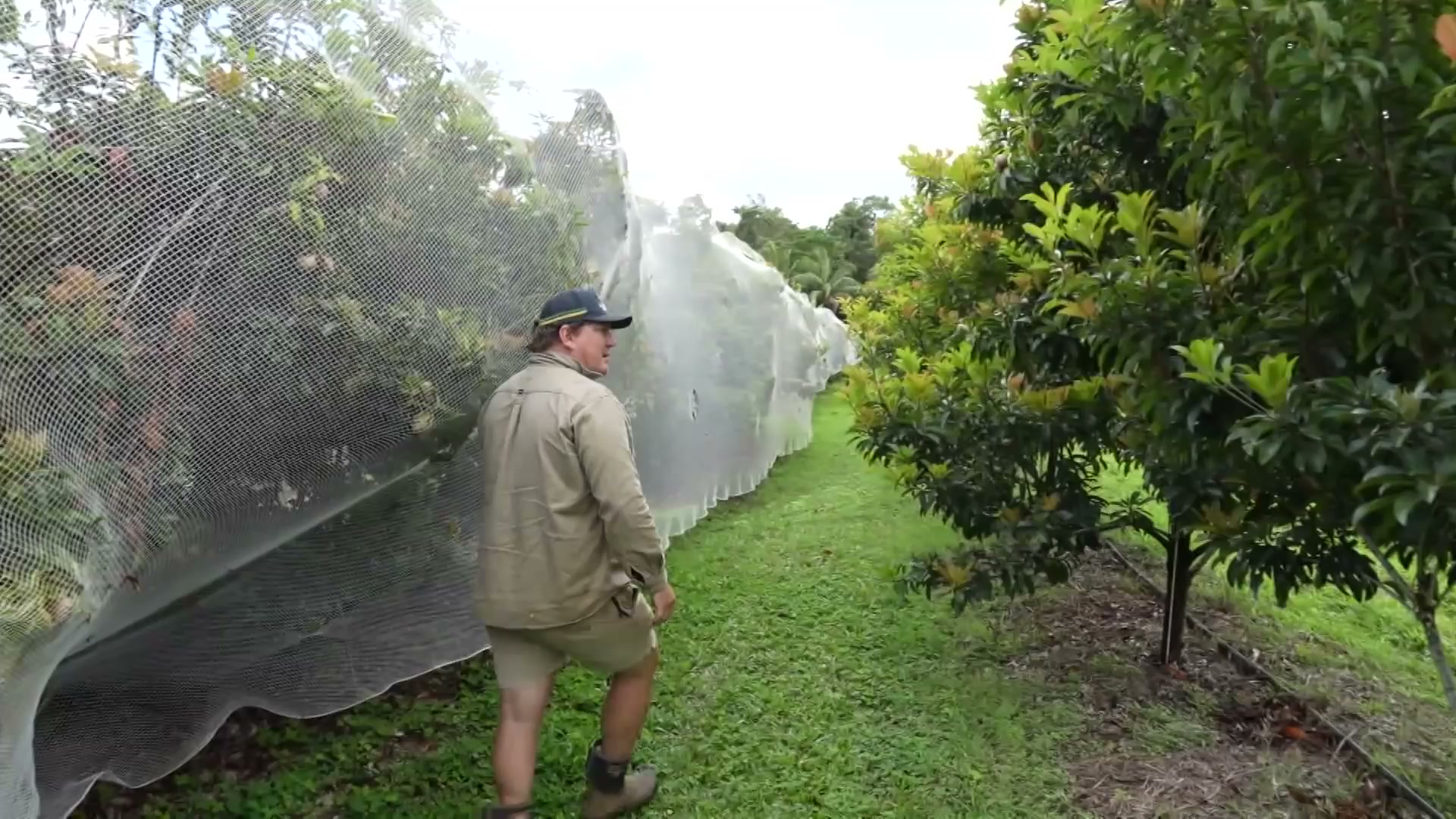 Rare fruits from Far North Queensland growing in popularity