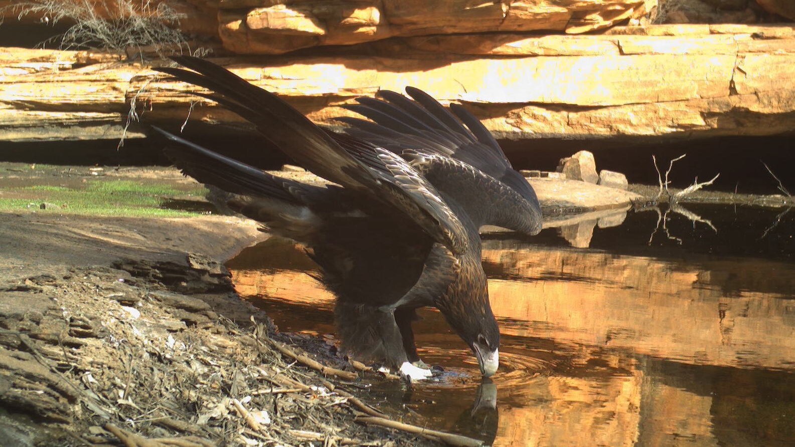 Watarrka waterhole live stream a window into secret life of NT desert