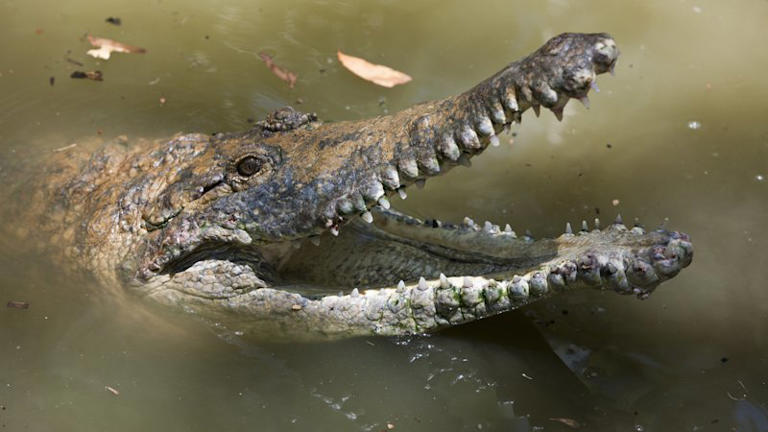 Crocodile fears dismissed as Olympic rowing venue locked in