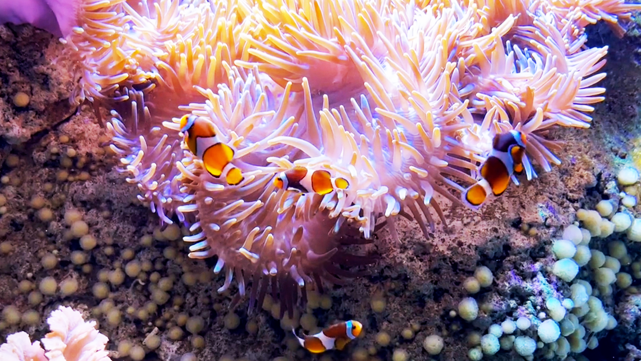 I filmed these beautiful fish underwater