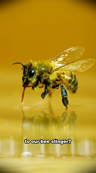 Bee stinger vs wasp stinger under microscope